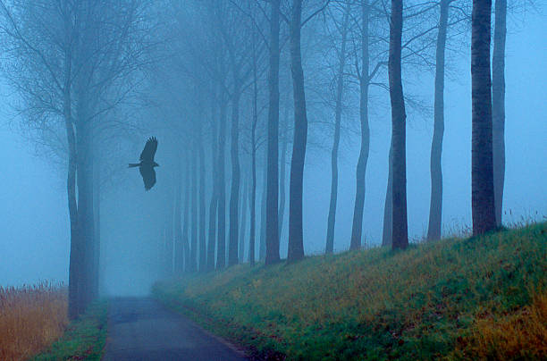 Belgium, Brugge    foggy  morning along the canalm with hawk in flight