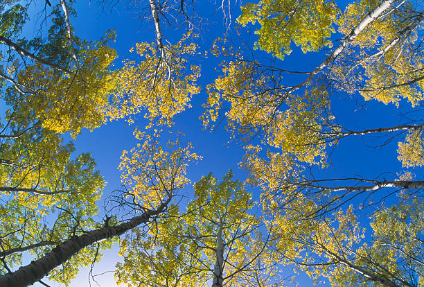 Canada Alberta Canadian rocky mountains, Banff national park, autumn colours