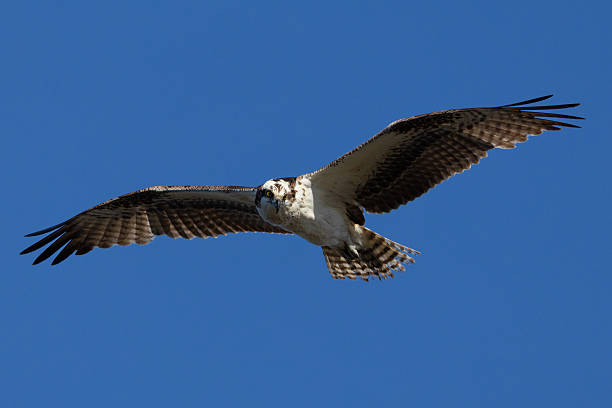 istock An osprey glides gracefully through a clear blue sky, wings fully outstretched as it scans the landscape below. 2254314654