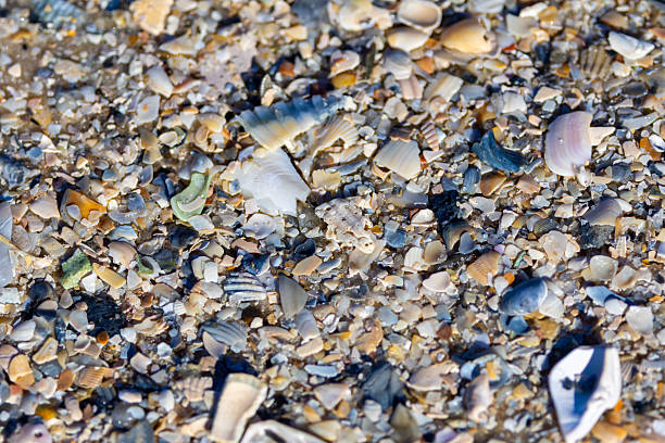 This detailed beach photograph captures a natural mosaic of fragmented seashells, small stones, and sand in soft coastal light. The varied shapes, colors, and textures create a rich, organic pattern that works well as a natural background or texture image. Ideal for concepts related to the seaside, marine life, coastal environments, summer, travel, and natural design elements.