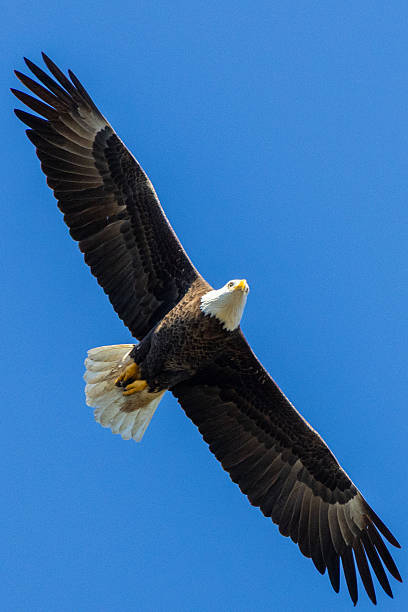 istock A bald eagle soars high in a vivid blue sky, wings fully extended in a powerful and elegant flight. 2254314827