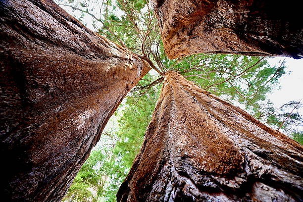 Unique view looking straight up between three massive sequoia trees in Sequoia National Park, California, USA.