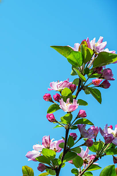 istock Blossoming crabapple branches against a sunny blue sky in springtime 2254317146