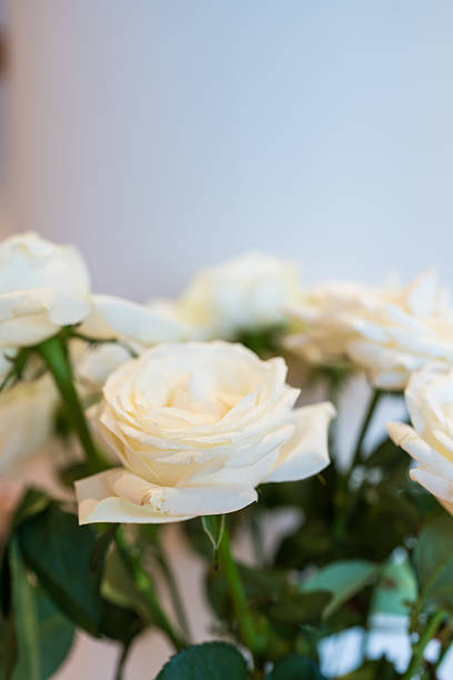 istock Bouquet of white roses 2254317423