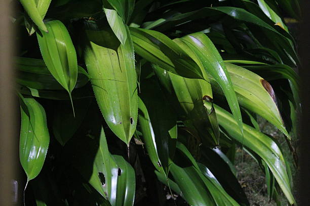 istock Green tree leaves illuminated epically by artificial light at night 2254317578