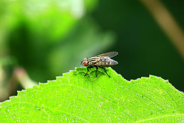 istock Fly, shot in the wild, close-up picture 2254318499
