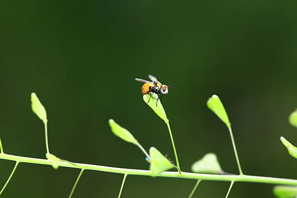 Insects sitting on green leaves