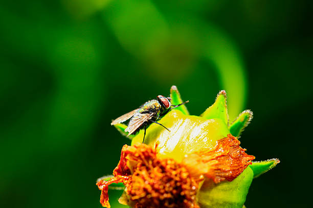 House fly (Musca domestica) on flowering plant