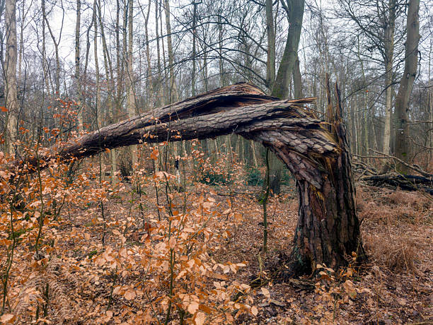istock A broken tree in a forest after a severe storm in northern Germany 2254320044