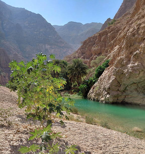 istock Wadi Shab, gorge in Oman 2254320588