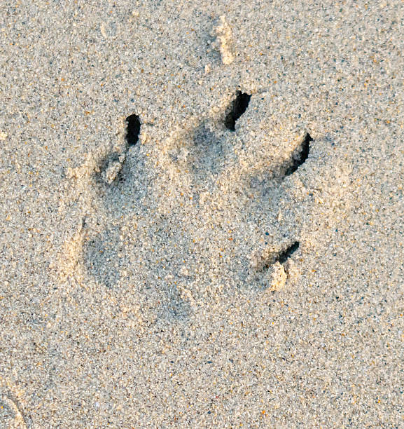 A paw print is in the sand. The print is small and has four toes
