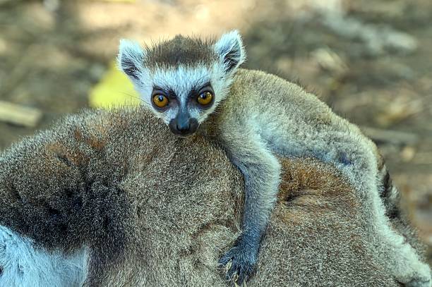 Ring Tailed Lemur  kata ,Close up Ring-tailed lemur baby ,portrait