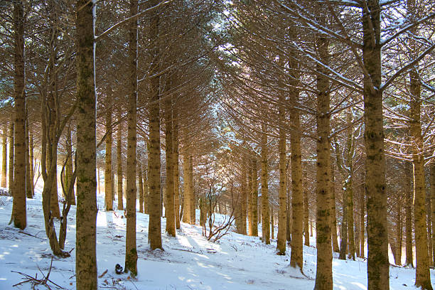 A view of a place surrounded by trees in a snow-covered mountain