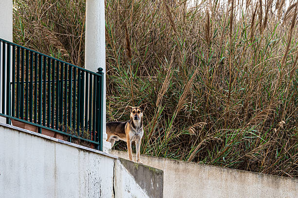 Gentias, Portugal. Dog standing on a concrete wall in an outdoor setting