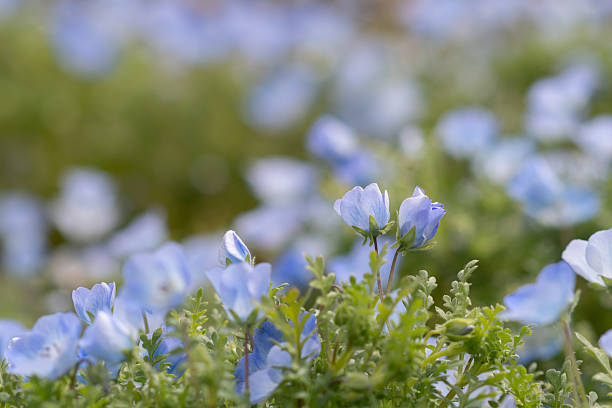 istock Cute nemophila flowers in full bloom 2254324956