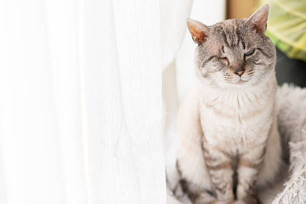 istock Cute cat sitting and staring 2254324973