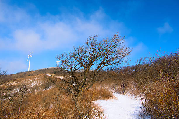A tree near the top of a snow-covered mountain