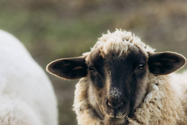 istock Close-Up of a Sheep Standing in a Peaceful Pasture 2254325276