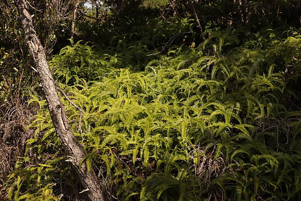 istock Lush Green Ferns in Tropical Forest Undergrowth 2254325376