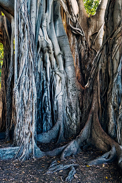 Rubber trees or Ficus macrophylla, in a public park at Giordino Garibaldi at Piazza Marina, central Palermo. These trees were planted to honour Giuseppe Garibaldi, the man who united Italy. These iconic sprawling trees are famous for their aerial roots and distinctive shapes.