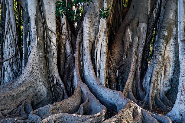 istock Garibaldi Garden, Palermo 2254325994