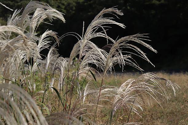 istock Graceful Miscanthus Plumes Swaying in Autumn Sunlight 2254326700