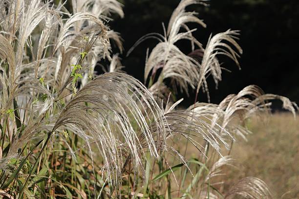 istock Fluffy White Pampas Grass Blades in Golden Sunlight 2254326773