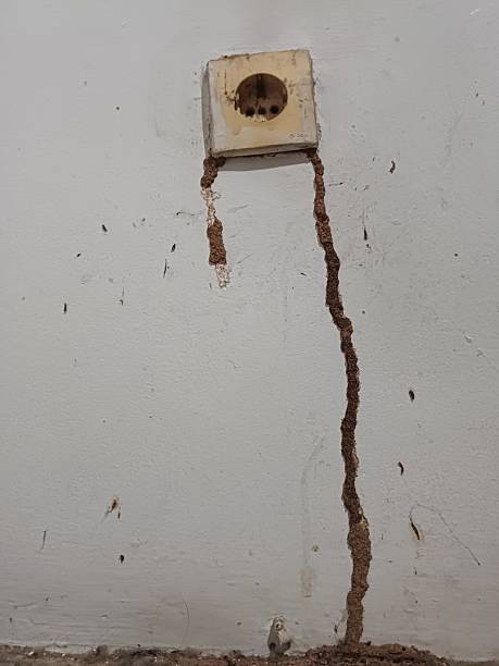 istock an electrical outlet and an ant nest path on the wall 2254326937