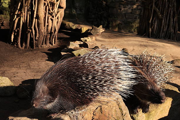 Stock photo showing close-up view of an European hedgehog (Erinaceus Europaeus) sniffing the ground in search of food pellets put out for it to feed on in a domestic back garden. This wild animal is feeding outside a hedgehog house on a garden rug in the early evening sunshine.