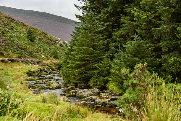 Peaceful forest stream flowing through a green valley surrounded by trees, grass, and rocky terrain. This natural freshwater ecosystem represents clean environment, biodiversity, and sustainable landscapes. Ideal for concepts of environmental conservation, ecology, climate awareness, rural nature, outdoor recreation, and natural backgrounds for editorial, educational, and commercial projects.