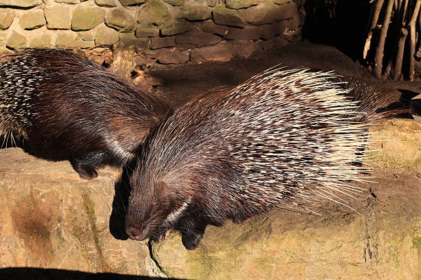 porcupine with raised quills