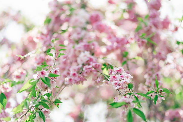 istock English Garden in April 2025 2254328452