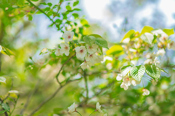 English Garden in April 2025