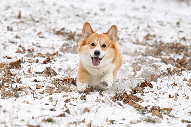 A photo of a Welsh Corgi walking in a park in winter