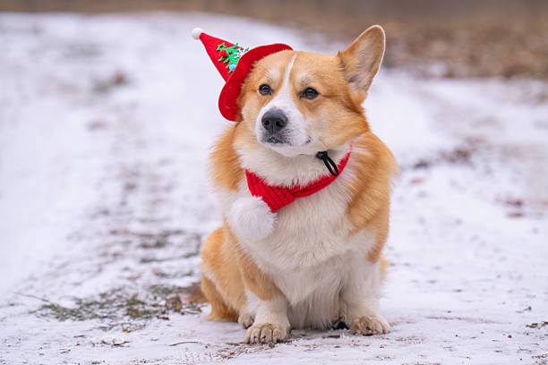 istock corgi in a Christmas outfit 2254329128