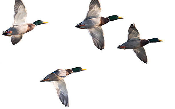 istock A photo of flying ducks 2254329243