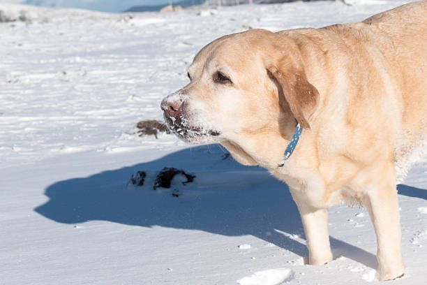 Labrador dog enjoys the snow
