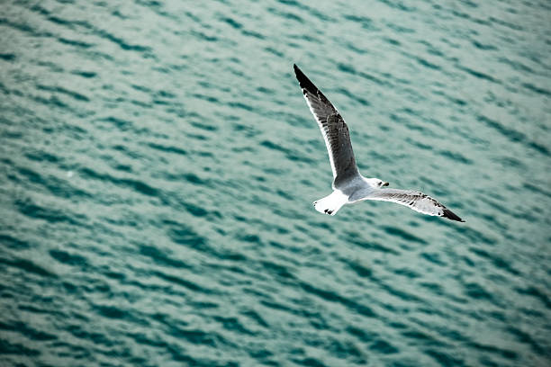 Seagull flying above the ocean