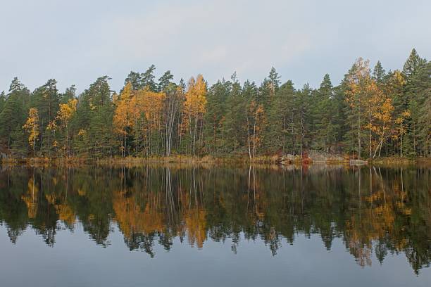 Scenic view of lakeside with forest reflection on calm water surface in cloudy autumn weather, Meiko Nature Reserve, Finland, Europe.