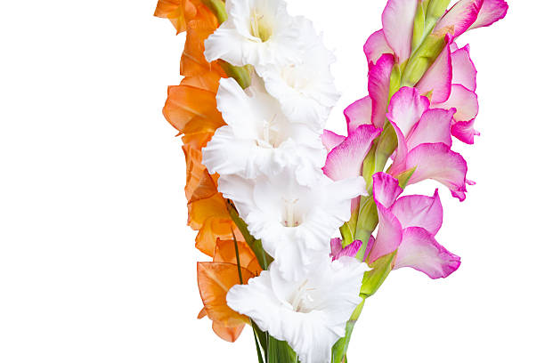 Gladiolus isolated on a white background.
