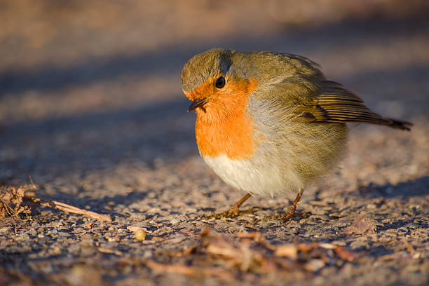 Birdfood in winter, European robin in the garden eating Seeds. Surfing the board...