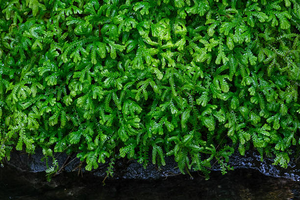 The banks of a stream and lush green ferns.