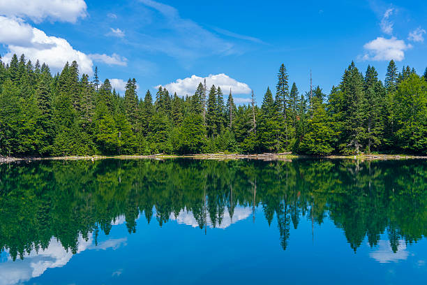 istock Mountain lake surrounded by dense coniferous and beech forest. Montenegro, Europe 2254331154
