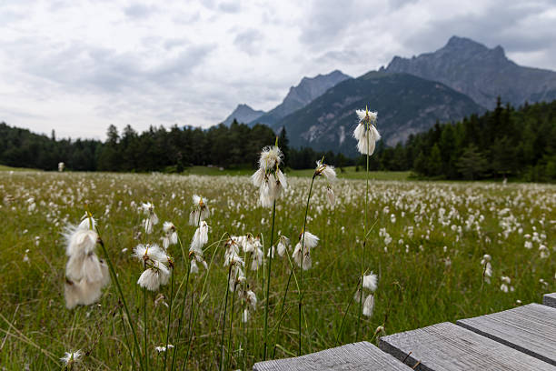 Close-up of white cotton grass flowers growing in wet meadow between mountains under cloudy sky. Alpine valley with marsh plants and green grass. Scenic natural landscape with wildflowers.