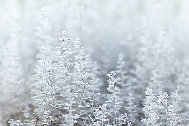 Winter wonderland with herbs. Atmospheric winter scene. Natural background with soft blur