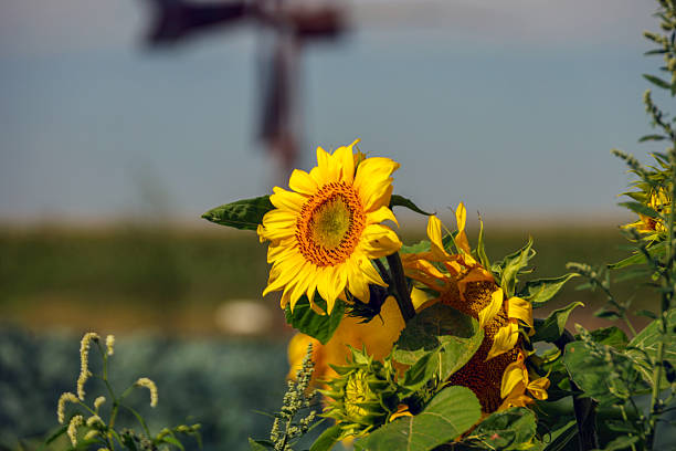 bloom of a sunflower in the garden in the Netherlands