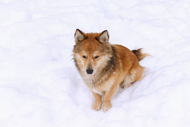 A small, fluffy, orange dog sits on a snowy surface. Dog has a thick coat and pointed ears, looking alert in winter landscape