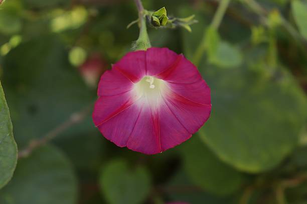 istock Vibrant Pink Morning Glory Flower in Bloom 2254332355