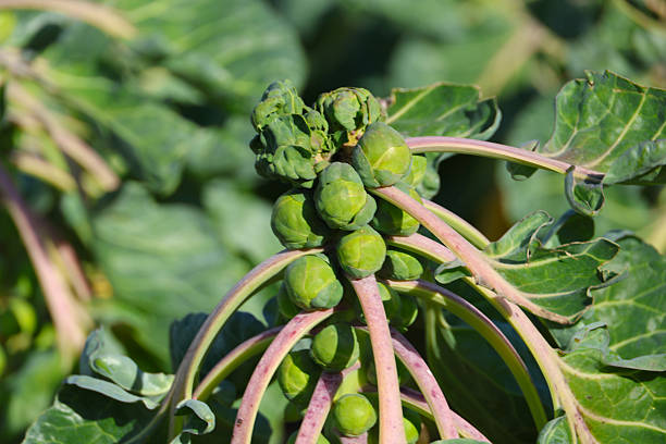 Fields filled with Brussels sprouts to be harvested on the fields in Nieuwerkerk aan den IJssel, The Netherlands
