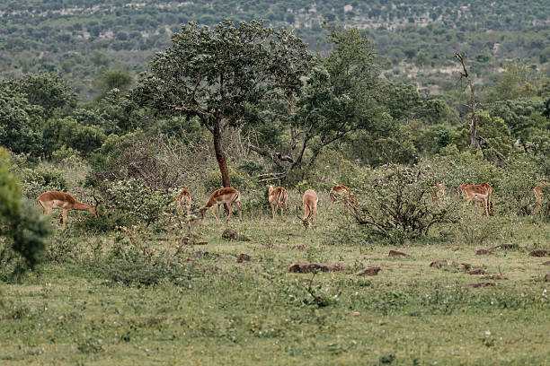 istock Group of impalas graze in a shrub savannah 2254333162